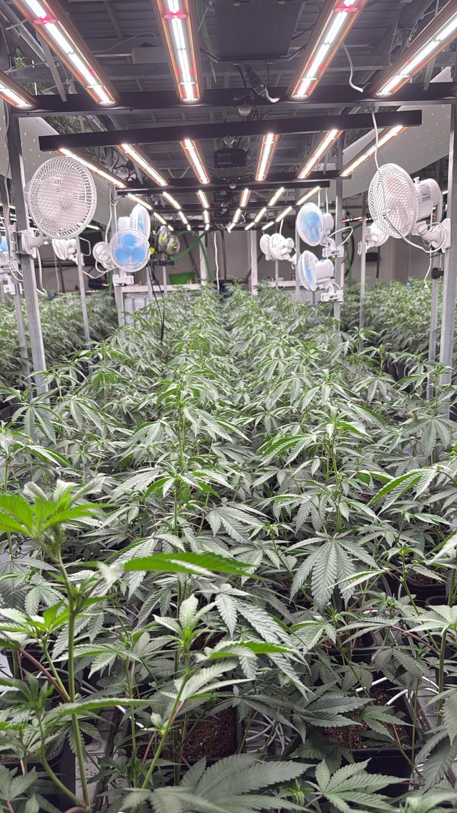 Unsere Plantage - LED-Beleuchtung